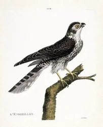 Zoologická mapa (ornitologie): emerillon (emerillon falcon nebo falco colombarius) na větvi. Ilustrace v „Dějiny ptáků, malované v jejich vzhledu a citlivých aspektech“ od Francoise Nicolase Martineta (1731-1800). Soukromá sbírka.