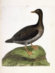 Zoologická mapa (ornitologie): samice kajky mořské (kajka chmýří nebo somateria mollissima). Ilustrace v „Dějiny ptáků, malované v jejich vzhledu a citlivých aspektech“ od Francoise Nicolase Martineta (1731-1800). Soukromá sbírka.