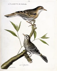 Zoologická mapa (ornitologie): shora dolů: skřivan bahenní (skřivan obecný nebo anthus campestris) a cujelier (skřivan obecný nebo anthus pratensis) na větvi. Ilustrace v „Historie ptáků, malovaných v jejich vzhledu a citlivosti