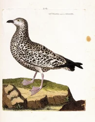Zoologická mapa (ornitologie): goiland se liší nebo grisard (goeland nebo larus sp). Ilustrace v „Dějiny ptáků, malované v jejich vzhledu a citlivých aspektech“ od Francoise Nicolase Martineta (1731-1800). Soukromá sbírka.
