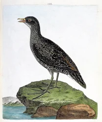 Zoologická mapa (ornitologie): marouette (marouette skvrnitá nebo porzana porzana). Ilustrace v „Dějiny ptáků, malované v jejich vzhledu a citlivých aspektech“ od Francoise Nicolase Martineta (1731-1800). Soukromá sbírka.