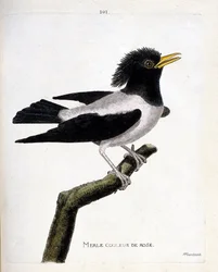 Zoologická mapa (ornitologie): růžový kos (špaček načervenalý nebo sturnus roseus) na větvi. Ilustrace v „Dějiny ptáků, malované v jejich vzhledu a citlivých aspektech“ od Francoise Nicolase Martineta (1731-1800). Soukromá sbírka.