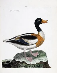 Zoologická mapa (ornitologie): tadorne (tadorne de belon nebo tadorna tadorna). Ilustrace v „Dějiny ptáků, malované v jejich vzhledu a citlivých aspektech“ od Francoise Nicolase Martineta (1731-1800). Soukromá sbírka.