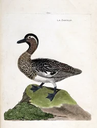 Zoologická mapa (ornitologie): čírka zelenomodrá (čírka letní nebo anas querquedula). Ilustrace v „Dějiny ptáků, malované v jejich vzhledu a citlivých aspektech“ od Francoise Nicolase Martineta (1731-1800). Soukromá sbírka.