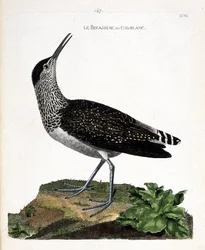 Zoologická mapa (ornitologie): zobák nebo cul-blanc (bílý zadek, culblanc rytíř nebo Tringa ochropus). Ilustrace v „Dějiny ptáků, malované v jejich vzhledu a citlivých aspektech“ od Francoise Nicolase Martineta (1731-1800). Soukromá sbírka