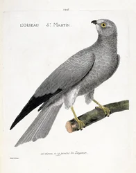 Zoologická mapa (ornitologie): pták saint martin (busard saint martin nebo circus cyaneus) na větvi. Ilustrace v „Dějiny ptáků, malované v jejich vzhledu a citlivých aspektech“ od Francoise Nicolase Martineta (1731-1800). Soukromá sbírka