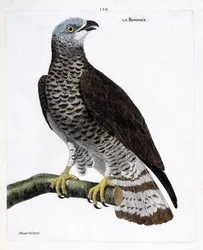 Zoologická mapa (ornitologie): bondree (azoživec bondree nebo pernis apivorus) na větvi. Ilustrace v „Dějiny ptáků, malované v jejich vzhledu a citlivých aspektech“ od Francoise Nicolase Martineta (1731-1800). Soukromá sbírka.