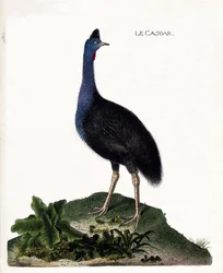 Zoologická mapa (ornitologie): casoar (casoar přilba nebo cassuarius cassuarius). Ilustrace v „Dějiny ptáků, malované v jejich vzhledu a citlivých aspektech“ od Francoise Nicolase Martineta (1731-1800). Soukromá sbírka.