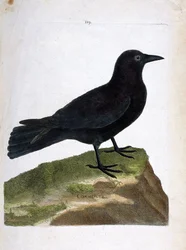 Zoologická tabule (ornitologie): vrána černá (Corvus corone). Ilustrace v díle „Historie ptáků, malovaných v jejich vzhledových a citlivých aspektech“ od Françoise Nicolase Martineta (1731-1800). Soukromá sbírka.