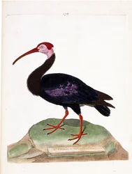 Zoologická mapa (ornitologie): kadeřavka má holou hlavu čepice dobré naděje (ibis du cap nebo geronticus calvus). Ilustrace v „Dějiny ptáků, malované podle jejich vzhledu a citlivých aspektů“ od Francoise Nicolase Martineta (1731-1800). P