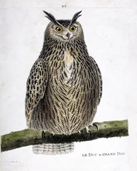 Zoologická mapa (ornitologie): vévoda nebo velkovévoda (velkovévoda nebo bubo bubo) na větvi. Ilustrace v „Dějiny ptáků, malované v jejich vzhledu a citlivých aspektech“ od Francoise Nicolase Martineta (1731-1800). Soukromá sbírka.