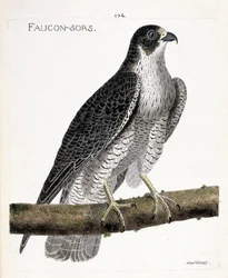 Zoologická mapa (ornitologie): sokol vychází nebo sokol (sokol pelerine nebo falco peregrinus) na větvi. Ilustrace v „Dějiny ptáků, malované v jejich vzhledu a citlivých aspektech“ od Francoise Nicolase Martineta (1731-1800). Pří