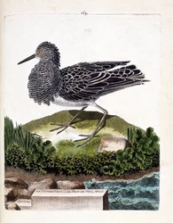 Zoologická tabule (ornitologie): jespák bojovný neboli samec mořského páva (jespák bojovný nebo Philomachus pugnax). Ilustrace v „Dějinách ptáků, malovaných v jejich viditelných a citlivých aspektech“ od Françoise Nicolase Martineta (1731-1800). Soukromá