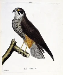 Zoologická mapa (ornitologie): hobreau (jestřáb obecný nebo falco subbuteo) na větvi. Ilustrace v „Dějiny ptáků, malované v jejich vzhledu a citlivých aspektech“ od Francoise Nicolase Martineta (1731-1800). Soukromá sbírka.