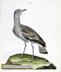 Zoologická mapa (ornitologie): kulík velký nebo vrána (Burhinus oedicnemus). Ilustrace v „Dějiny ptáků, malované v jejich vzhledových a citlivých aspektech“ od Francoise Nicolase Martineta (1731-1800). Soukromá sbírka.