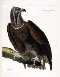 Zoologická tabule (ornitologie): velký sup (sup mrchožravý neboli Aegypius monachus) na větvi. Ilustrace v díle „Historie ptáků, malovaných v jejich viditelných a citlivých aspektech“ od Françoise Nicolase Martineta (1731-1800). Soukromá sbírka.
