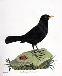 Zoologická tabule (ornitologie): samec kosa černého (Turdus merula). Ilustrace v knize „Dějiny ptáků, malovaných v jejich zjevných a smyslových aspektech“ od Françoise Nicolase Martineta (1731-1800). Soukromá sbírka.