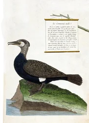 Zoologická mapa (ornitologie): samec kormorána (kormorán velký nebo phalacrocorax carbo). Ilustrace v „Dějiny ptáků, malované v jejich vzhledu a citlivých aspektech“ od Francoise Nicolase Martineta (1731-1800). Soukromá sbírka.