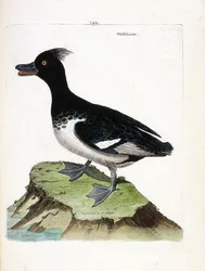Zoologická mapa (ornitologie): morillon (Scaup morillon nebo Aythia fuligula). Ilustrace v „Dějiny ptáků, malované v jejich vzhledu a citlivých aspektech“ od Francoise Nicolase Martineta (1731-1800). Soukromá sbírka.