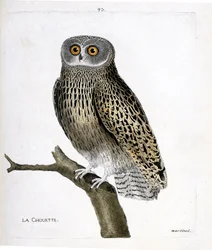 Zoologická mapa (ornitologie): sova (hulotte owl nebo strix aluco) na větvi. Ilustrace v „Dějiny ptáků, malované v jejich vzhledu a citlivých aspektech“ od Francoise Nicolase Martineta (1731-1800). Soukromá sbírka.