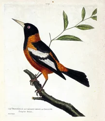Zoologická mapa (ornitologie): troupiale (troupiale žluva nebo ikterus icterus) na větvi. Ilustrace v „Dějiny ptáků, malované v jejich vzhledu a citlivých aspektech“ od Francoise Nicolase Martineta (1731-1800). Soukromá sbírka.