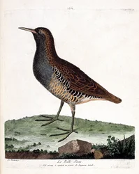 Zoologická mapa (ornitologie): rejnok vodní (rallus aquaticus). Ilustrace v „Dějiny ptáků, malované v jejich vzhledu a citlivých aspektech“ od Francoise Nicolase Martineta (1731-1800). Soukromá sbírka.