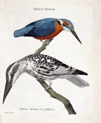 Zoologická mapa (ornitologie): shora dolů: Martin pecheur (martin pecheur d