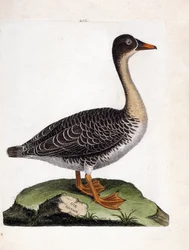 Zoologická mapa (ornitologie): husa divoká (husa sklizňová nebo anser fabalis). Ilustrace v „Dějiny ptáků, malované v jejich vzhledu a citlivých aspektech“ od Francoise Nicolase Martineta (1731-1800). Soukromá sbírka.