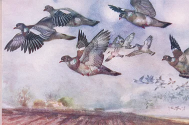 Holubi hřivnáči v letu, ilustrace z Wild Nature & Country Life vydané nakladatelstvím Hodder & Stoughton, kolem roku 1910