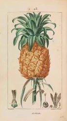 Ananas. Květena lékařská, 1814-1820.
