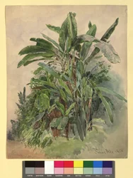 Schönbrunn - Studie rostlin