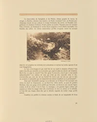 Sóla. Kvetoucí kaštany