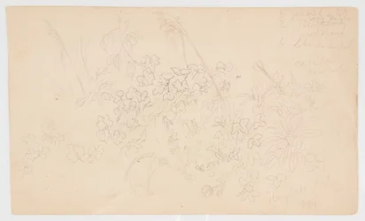 Botanické skici