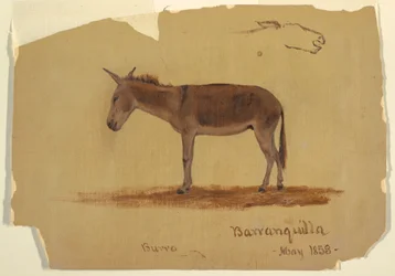 Kresba, Osel, Baranquilla, Kolumbie, květen 1853