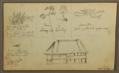 Kresba, Pevnost; Verso: Botanické skici, Dům, 1857