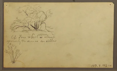 Kresba, Chata na poštách, Guayaquil, Ekvádor, květen 1857