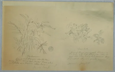 Kresba, Studie o šípku a kardamu, Jamajka, červen 1865