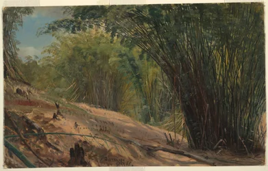 Kresba, Bambusový háj, Jamajka, 1865