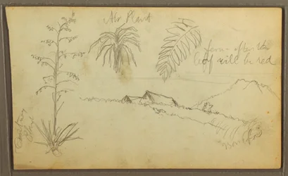 Kresba, botanické skici, 1857