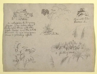 Kresba, botanické skici, Kolumbie, 1853