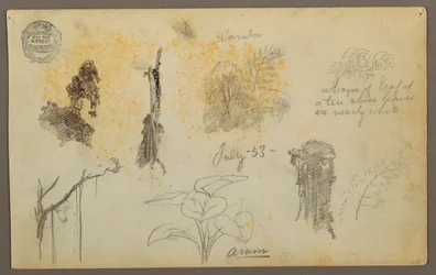 Kresba, botanické skici z Kolumbie: Bambusové stromy, kmeny a detaily, červenec 1853