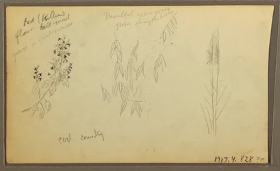 Kresba, botanické skici, dům; botanické skici, 1857