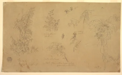 Kresba, Botanické náčrty, "u Jorje", 23. července 1857