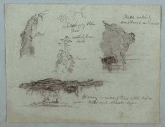 Kresba, Detaily květin, rostlin a stromů na břehu řeky, Rio Magdalena, Kolumbie, 1853, pravděpodobně květen