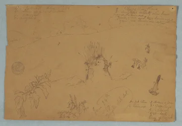 Kreslení, Kreslení.  Botanické náčrty a náčrty mraků poblíž Quita, Ekvádor, 24. června 1857