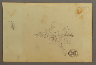Kresba, Stálezelený strom, 1844