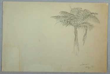 Kresba, Studie kapradinového stromu, Jamajka, srpen 1865