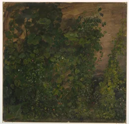 Kresba, vegetace džungle, 1865