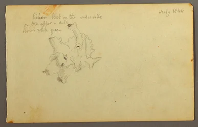 Kresba, Lichen, 1844