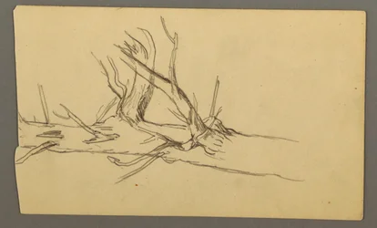 Kresba, střední řez kmenem mrtvého stromu, 1877